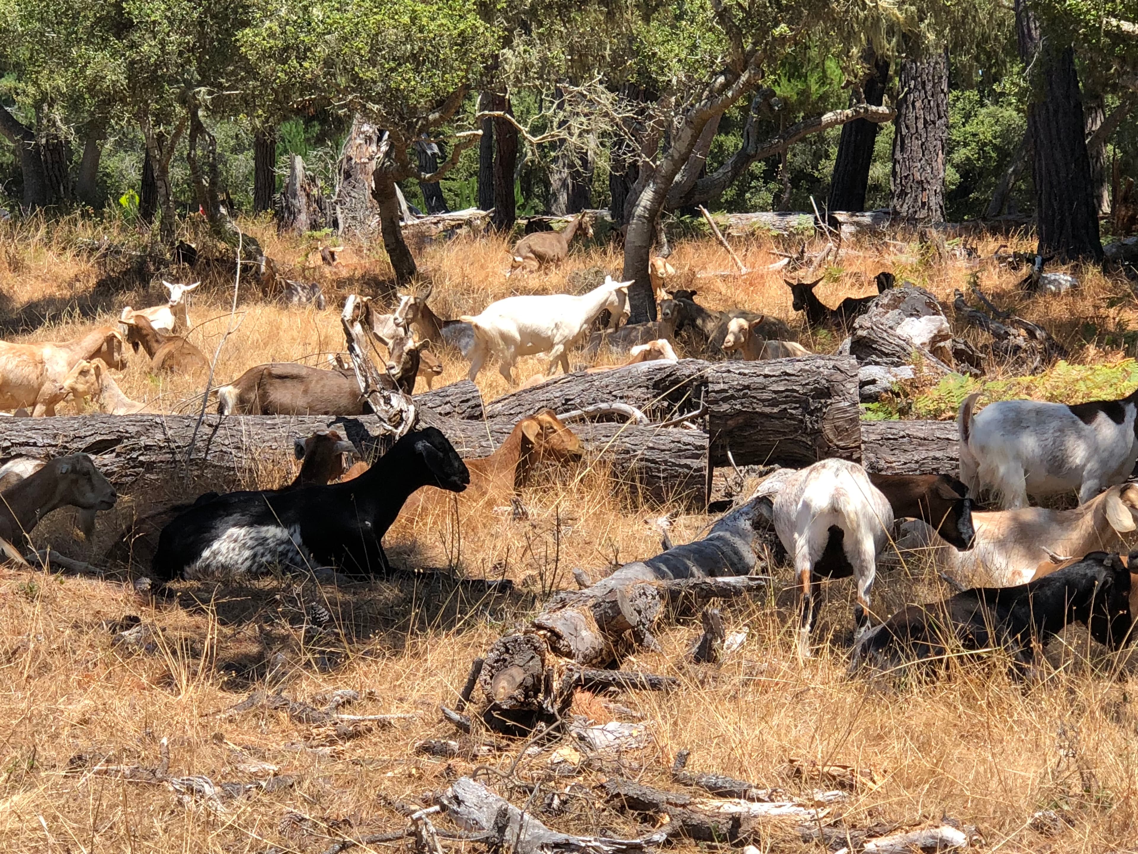 A herd of goats grazing among fallen logs in a sunlit forest clearing.