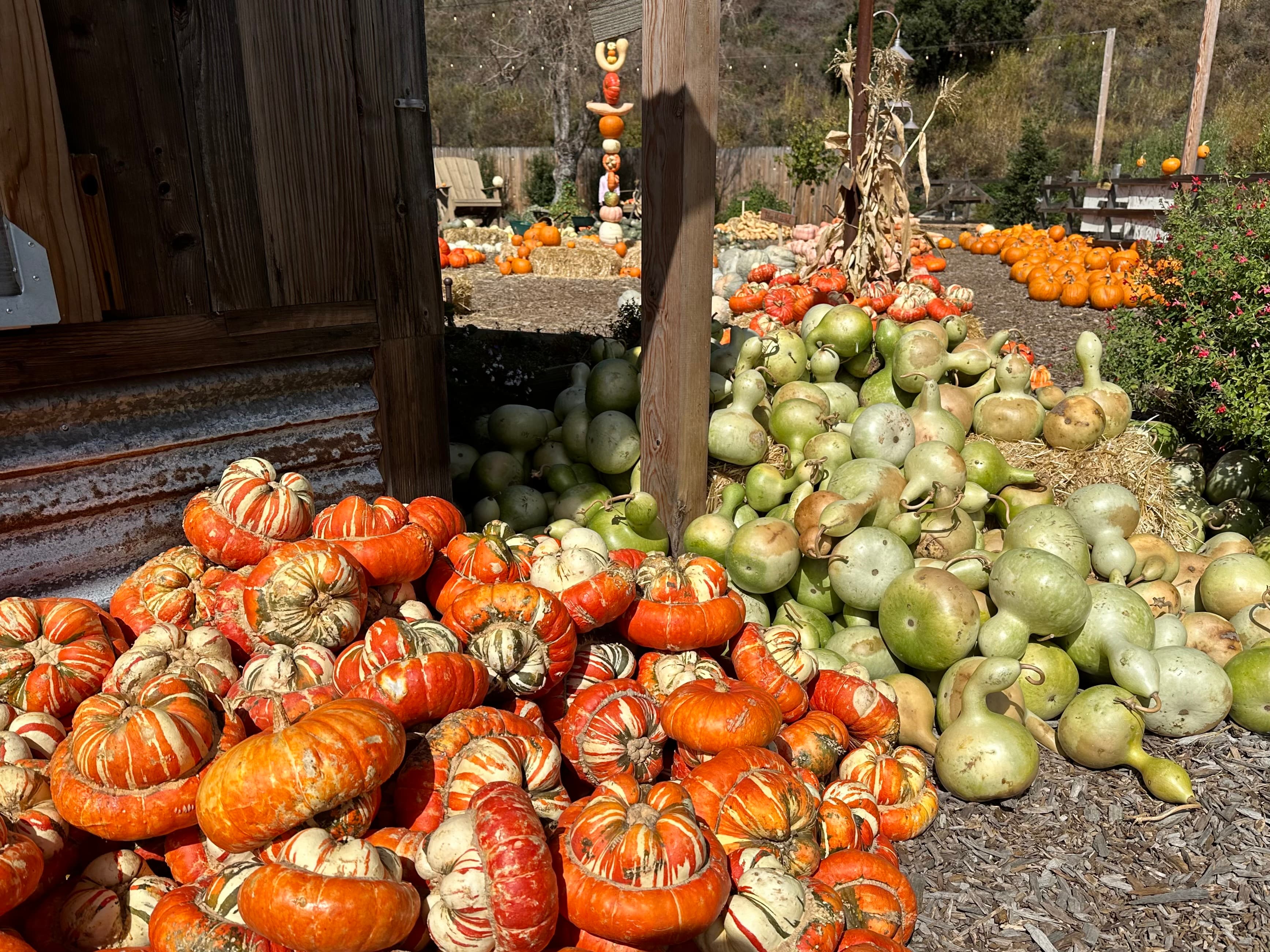 A vibrant display of orange and green pumpkins piled together at a farm.