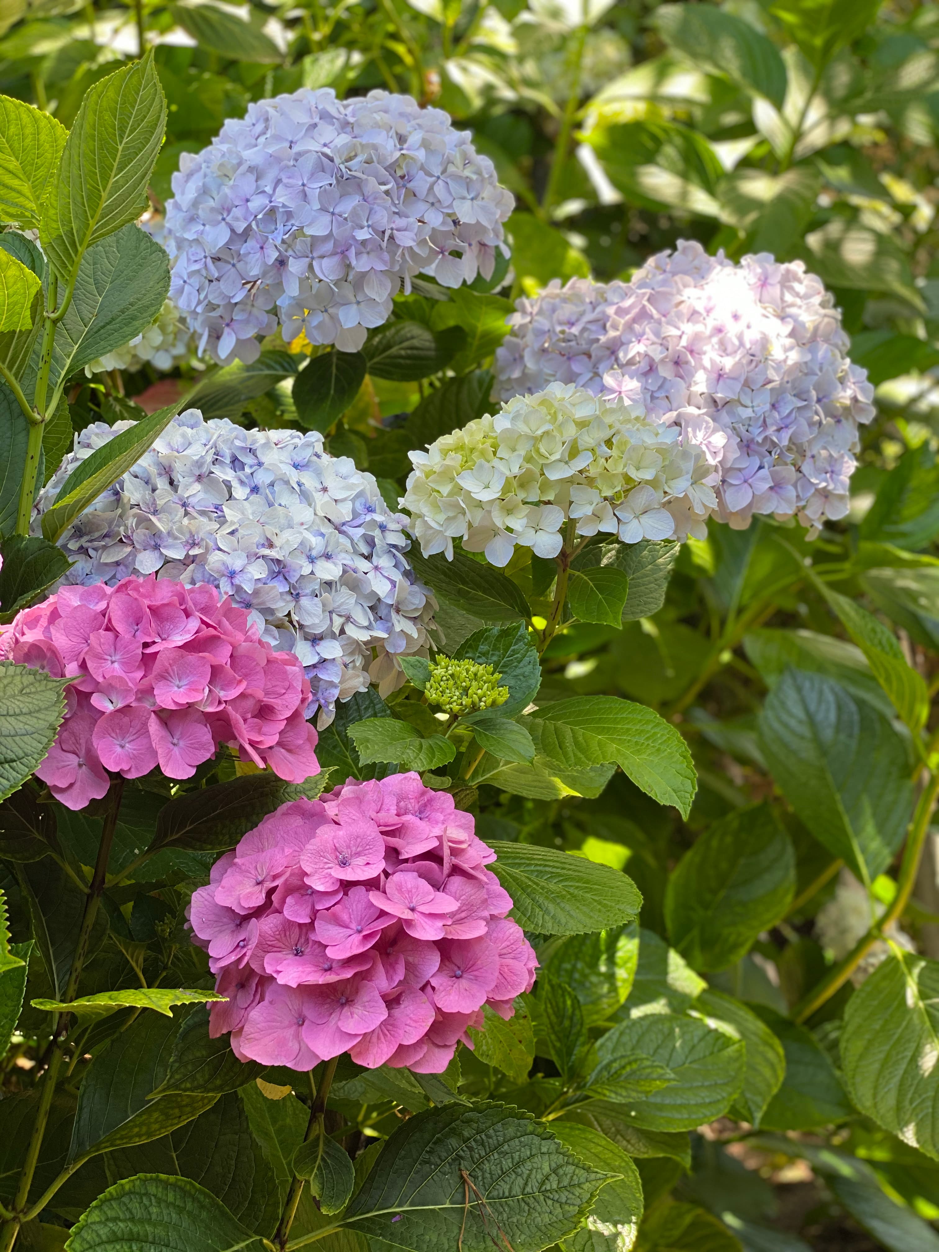 A cluster of hydrangeas in shades of pink, blue, and green surrounded by green leaves.