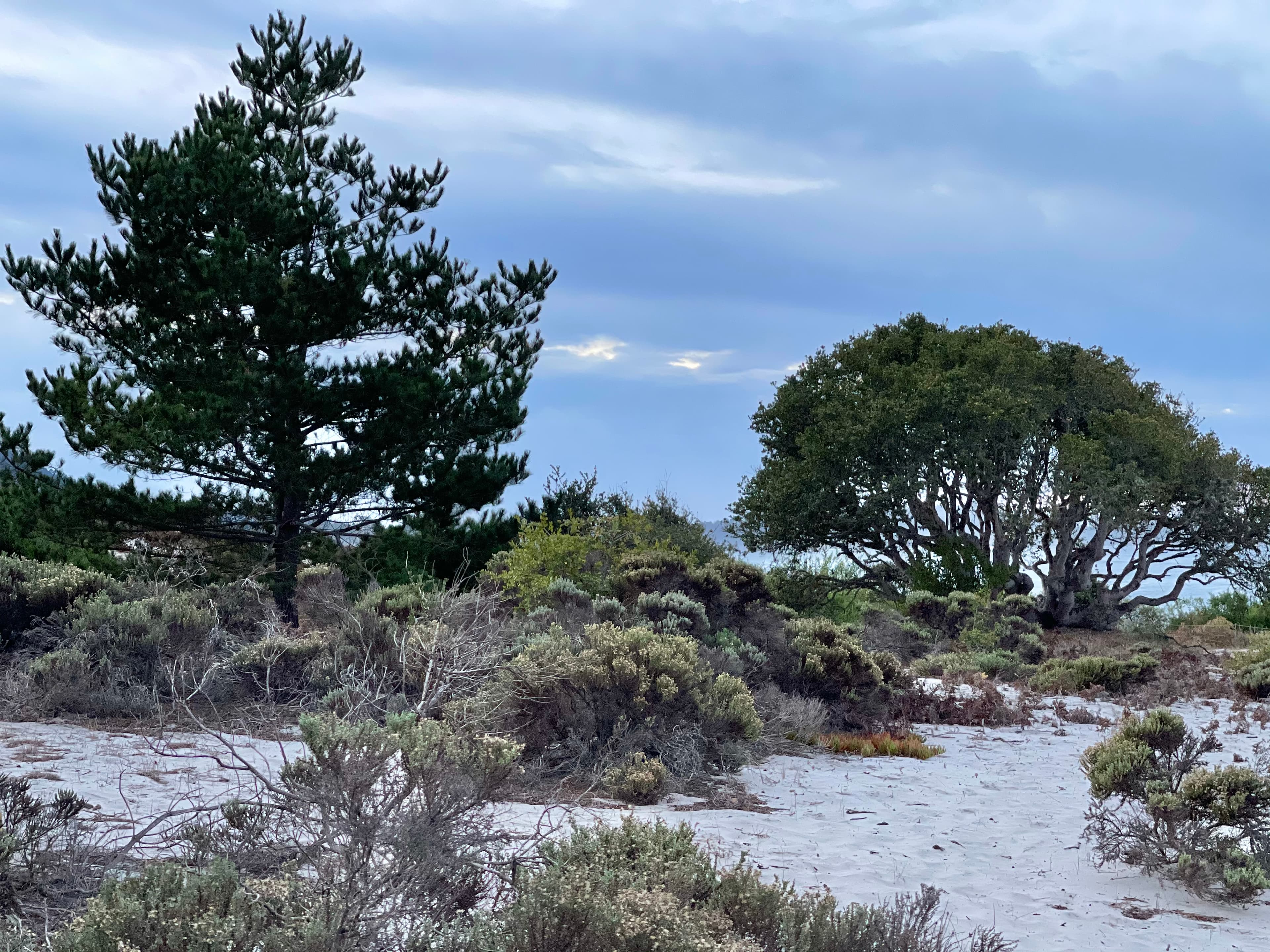 A sandy landscape features a tall pine tree and a broad, leafy tree under a cloudy sky.