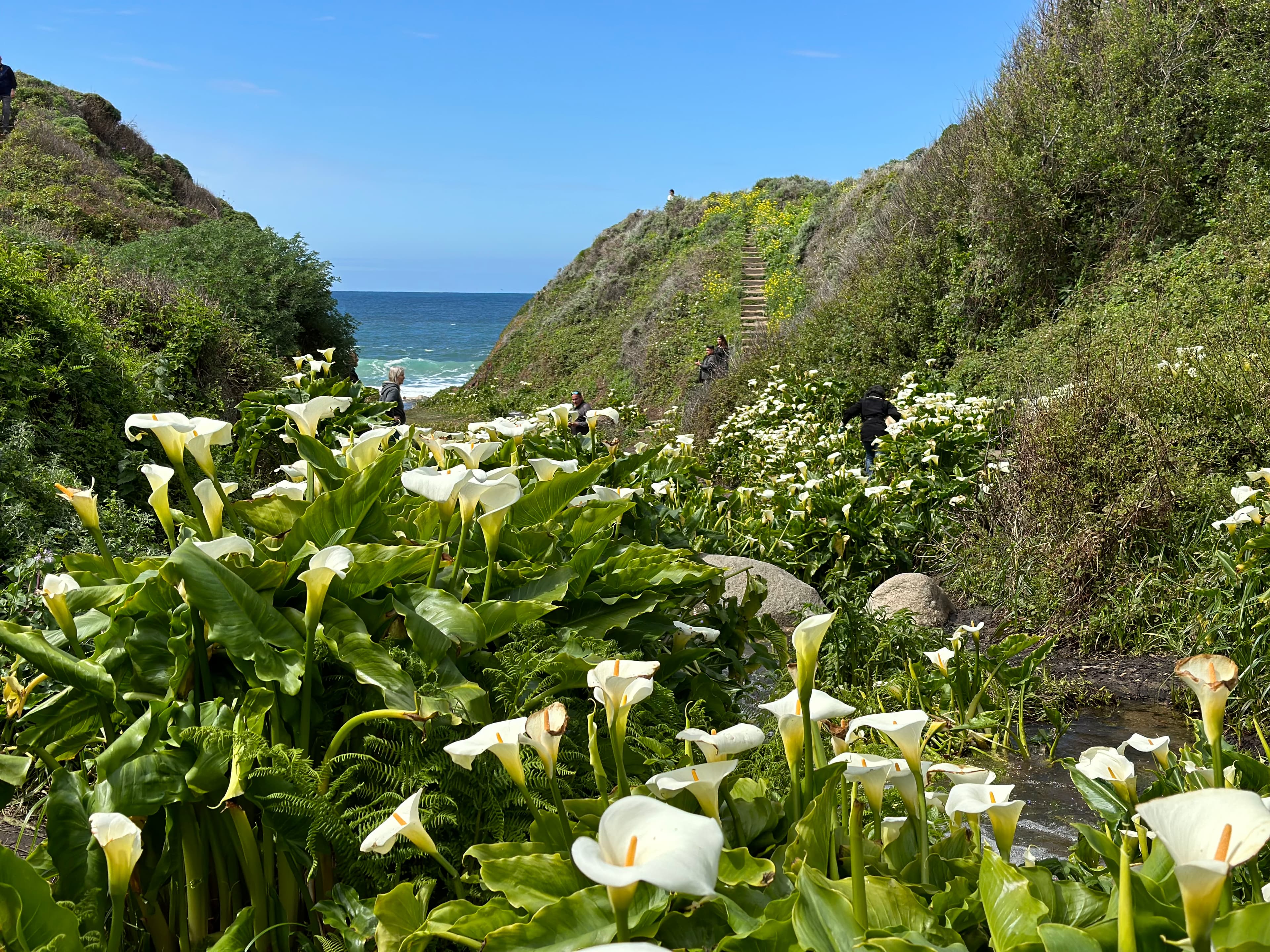 A lush pathway lined with white calla lilies leads to the ocean under a clear blue sky.