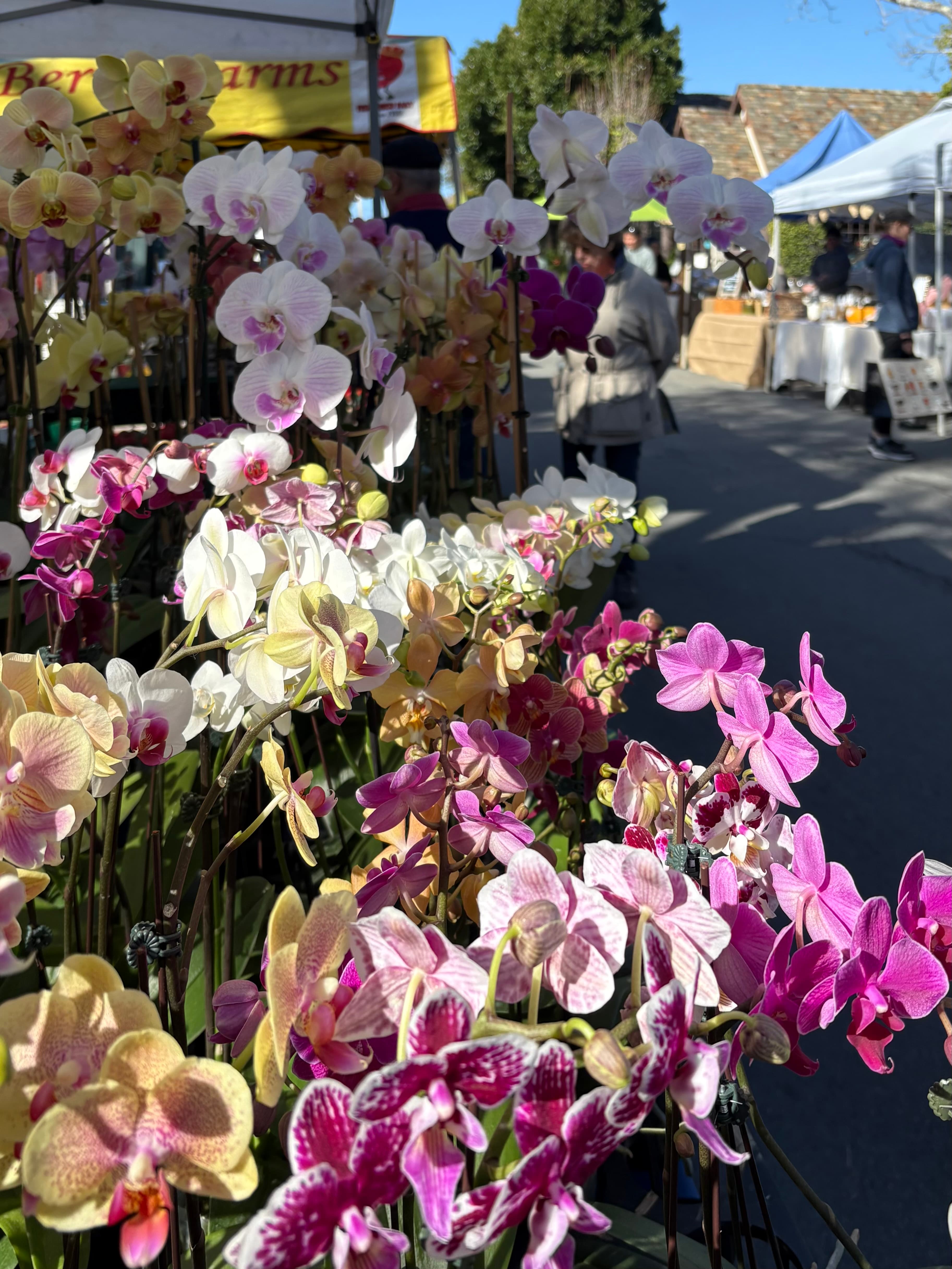 A vibrant display of various colored orchids at a market.