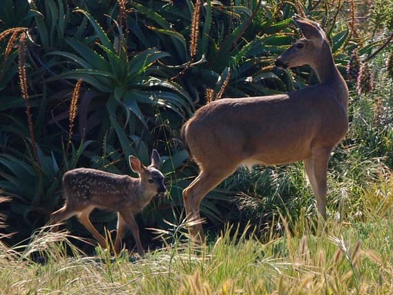 A mother deer walks alongside her spotted fawn in a grassy area.
