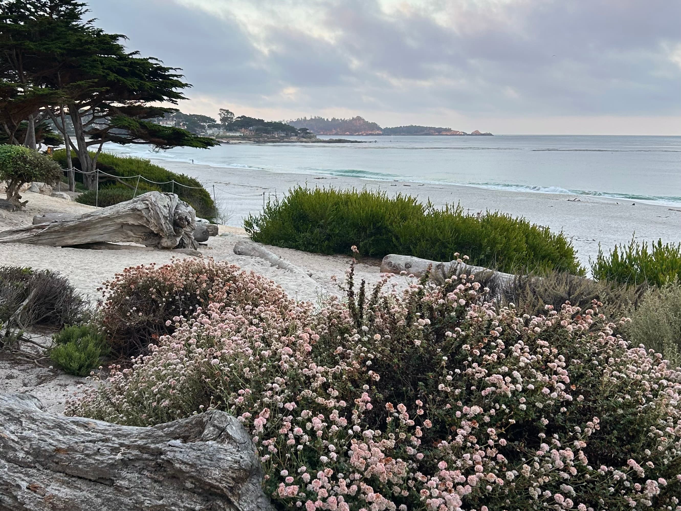 Early morning view overlooking Carmel Beach with soft pink flowering plants growing among weathered driftwood logs and windswept trees above the sandy beach. Calm ocean water stretches across Carmel Bay beneath a cloudy sky.